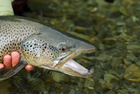 Pêche Ardèche