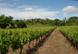 Pays de vignoble